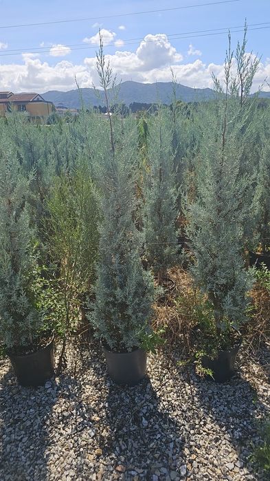 Cupressocyparis leylandii  - Arizonica - Gold