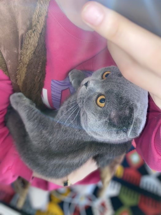 Mushukcha/ кошка