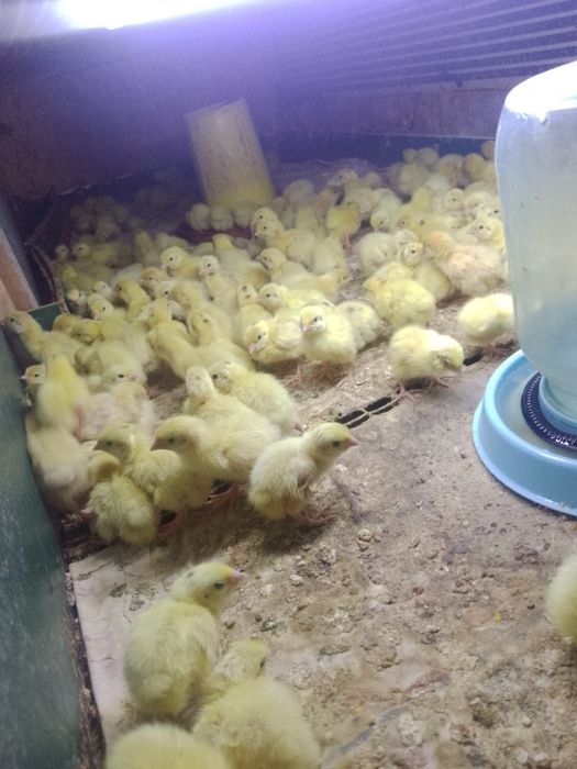 Бедона белый гигант жу́жалари