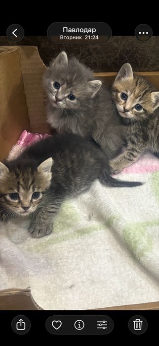 Котята , отдам в добрые руки