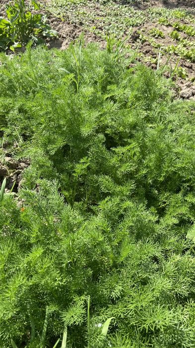 Ромашка лечебная