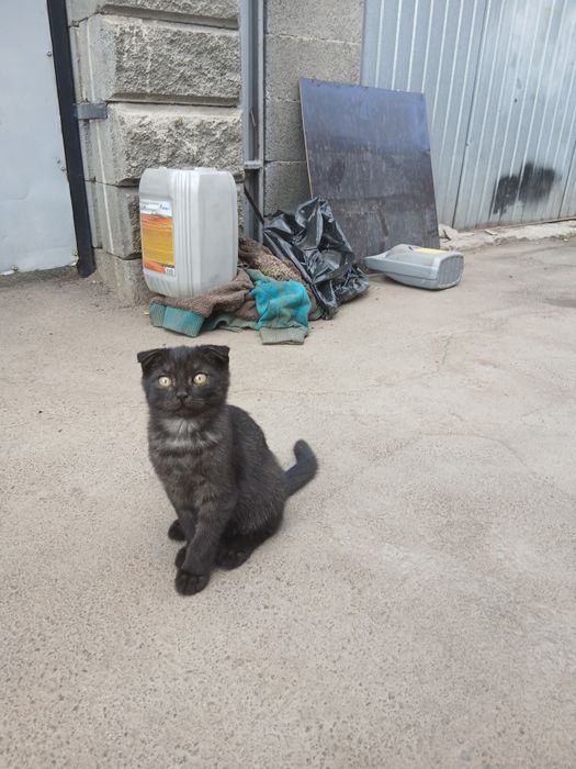 Отдам котиков бесплатно