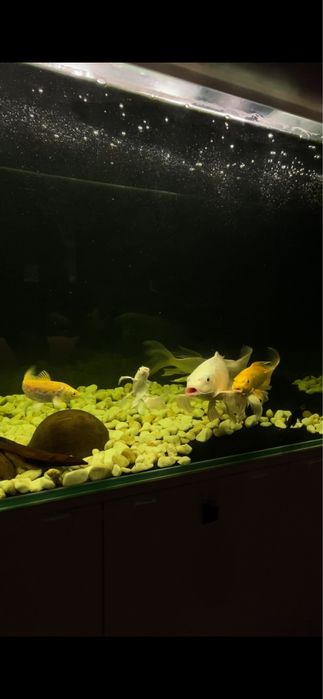 Карп Кои платина вуаль