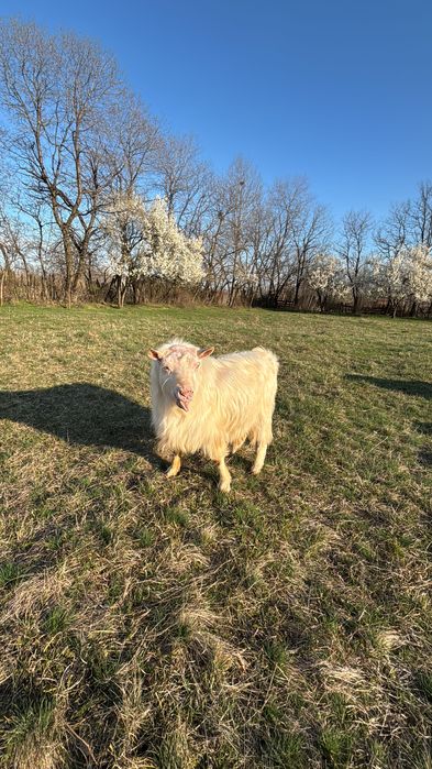 Capre de vanzare, SE VAND SI SEPARAT!