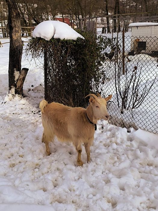 Capra de vânzare, rasa mixta