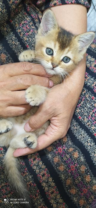 Вяска залатой шиншилла