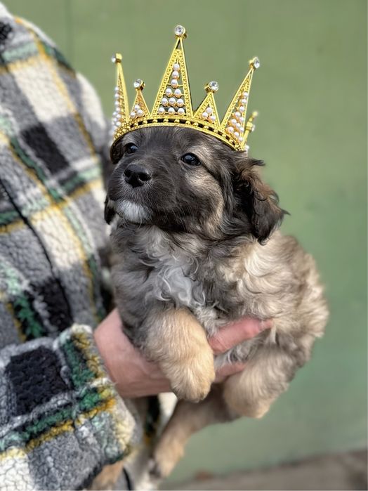 Ухоженные щеночки