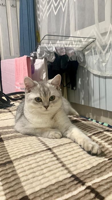 Продаётся кот, чистопородный серебристый шиншилла
