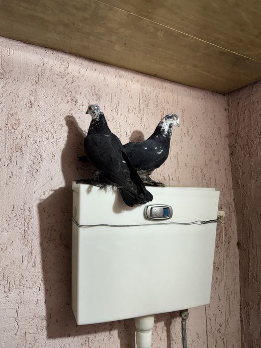 Продам голубей  разных