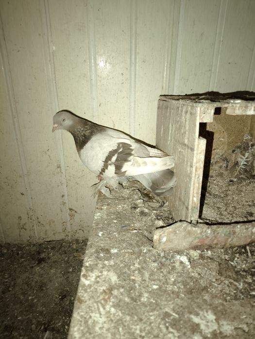 Qush:Kaptarlar sotiladi