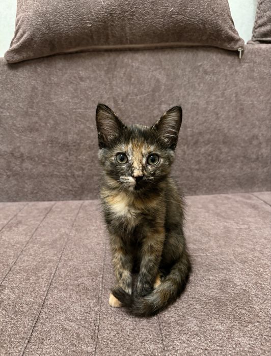 Отдам котёнка бесплатно