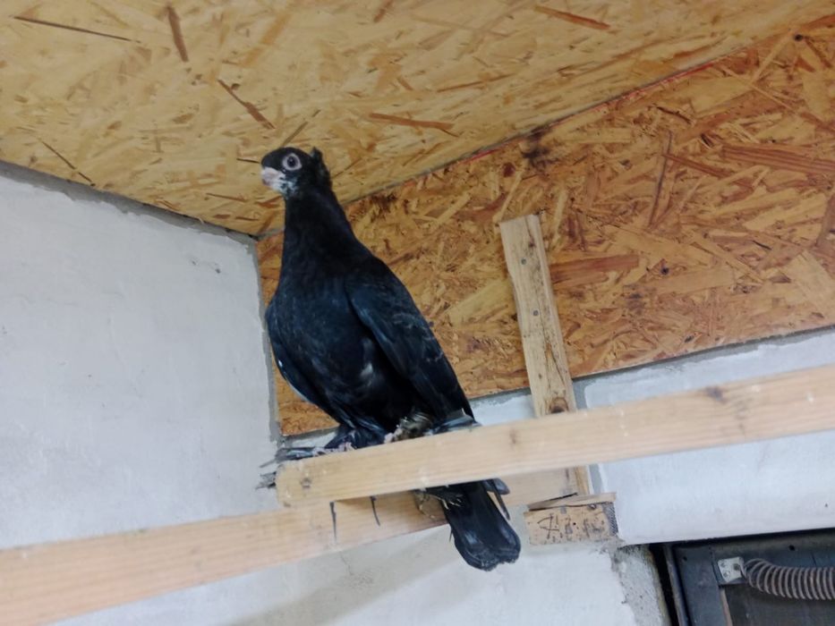 Продам   голубей