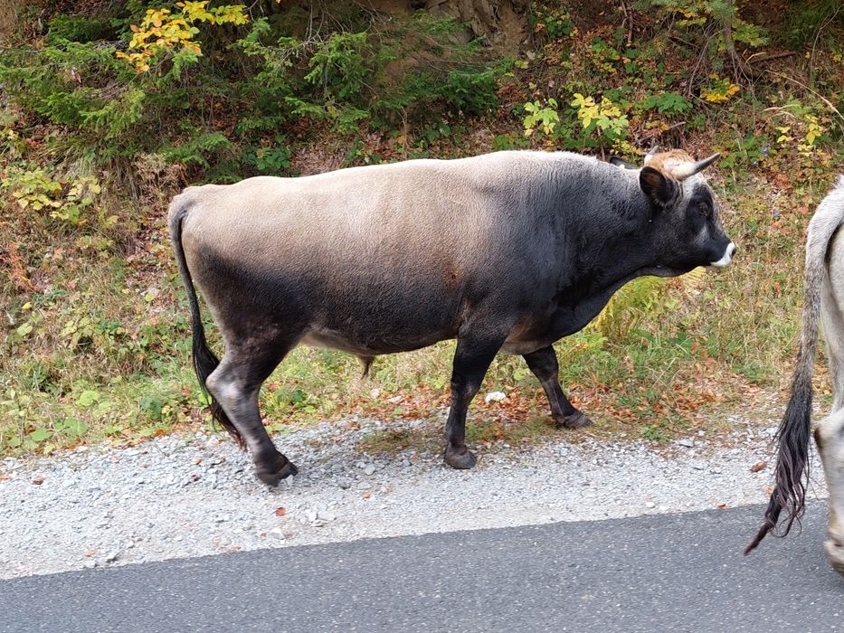 Продавам крави и бикове