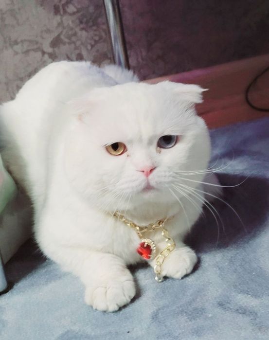 Вязка кот шотландский вислоухий