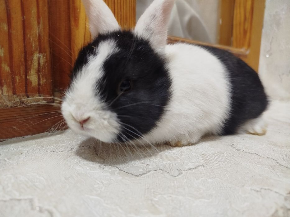 Assalomalekum quyon bolalari sotladi zottor quyon