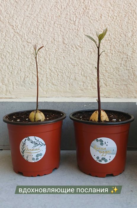 Только до 1 мая! Дерево авокадо в горшке, саженцы