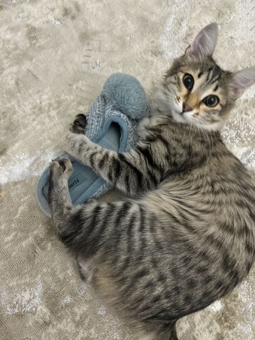 Пропала кошка 24