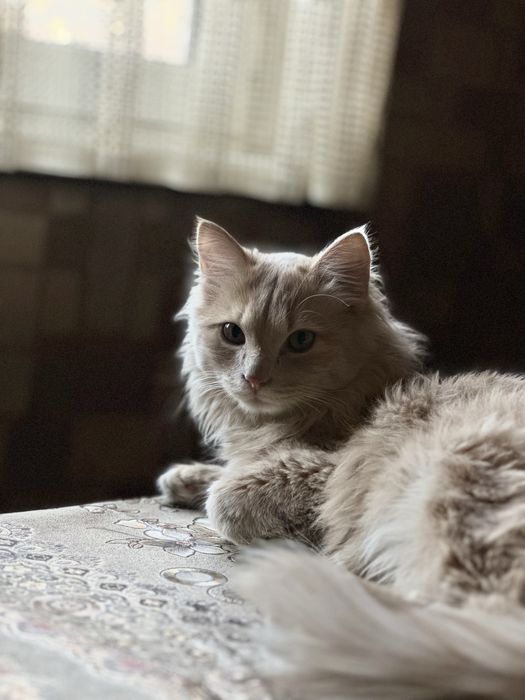 Отам кота в добрые руки