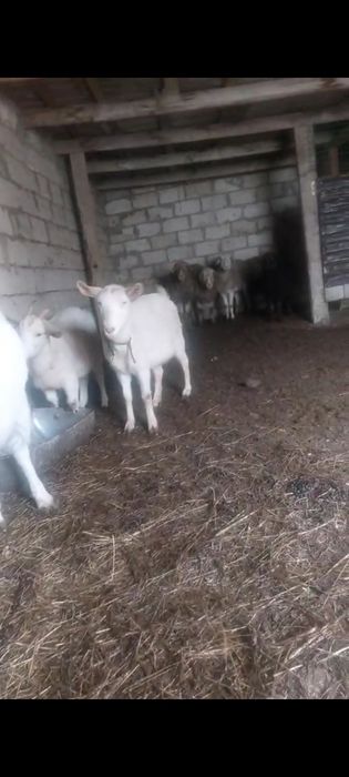 Коза. Заанен ешкі