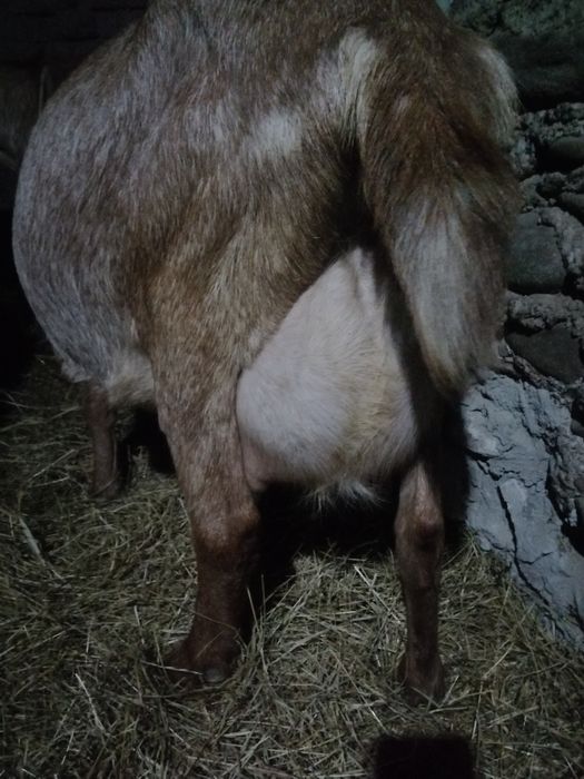 Iezi masculi anglonubian