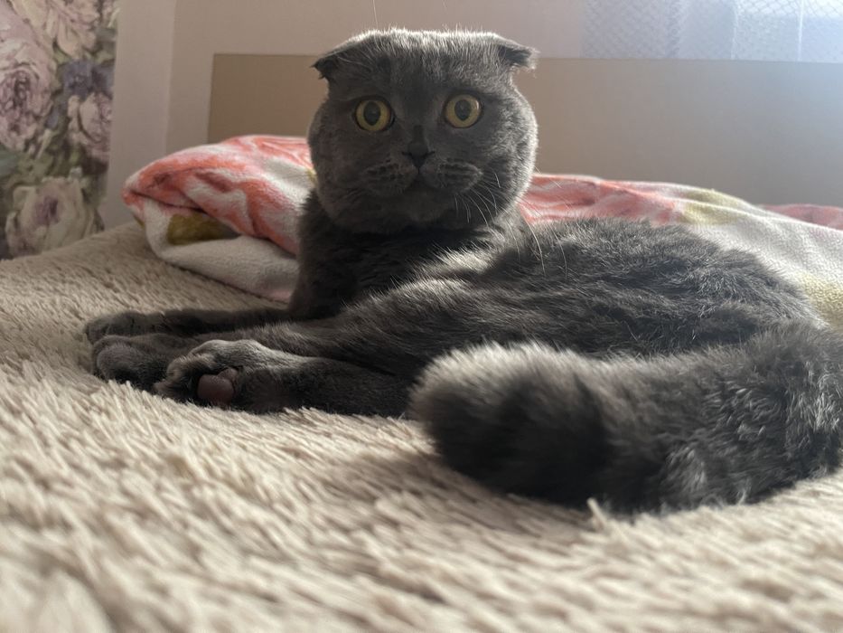 вязка кота вислоух!