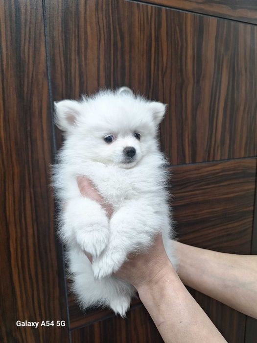 Померан(мини шпиц)