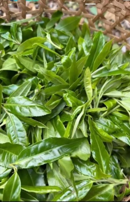 МЕДИНА ЧАЙ вышии сорты