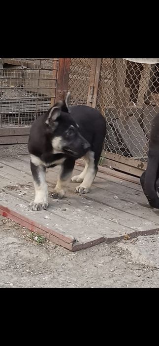 Щенки ВЕО с документами!