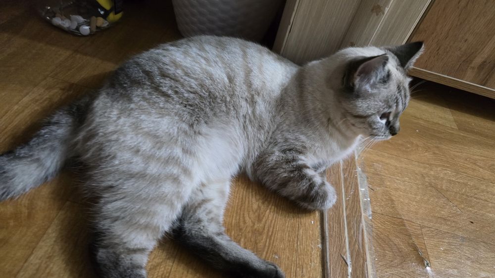 Кошечка на вязку