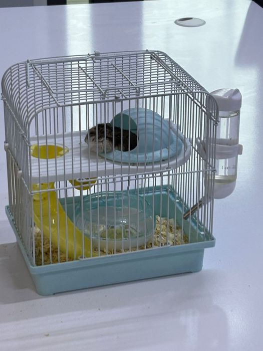 Продается Хомяк с клеткой