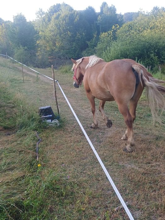 Vând mânză de 3 ani