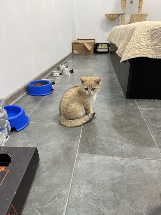 Британска късокосместа златна чинчила