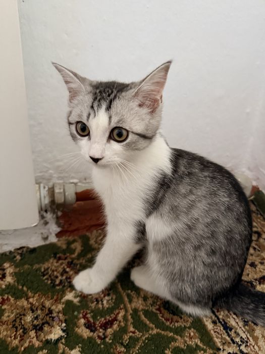 Котенок 3,5 месяц отдам бесплатно