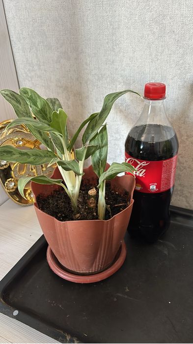 Цветы приемлемые цены