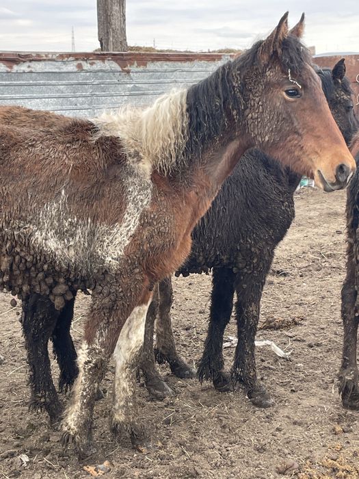 Продам кобылку молодую