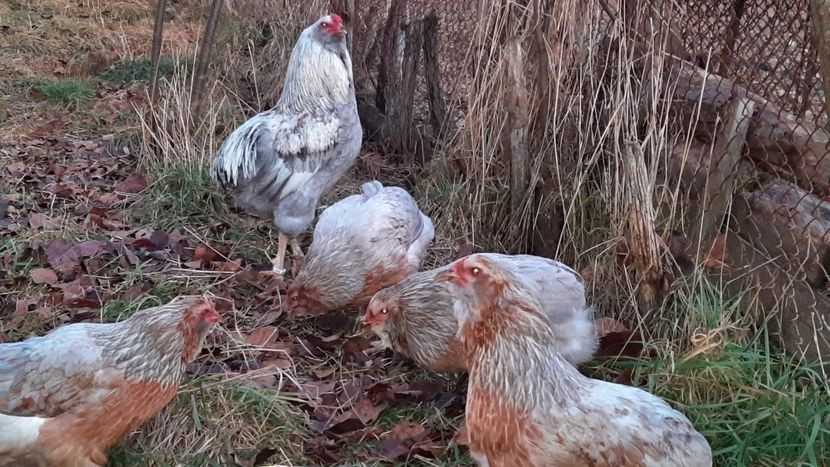 Vând ouă găini araucana