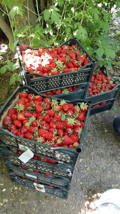 Продам саженцы клубники все сорта