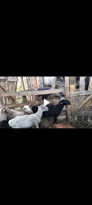 Продам Баранов не далеко