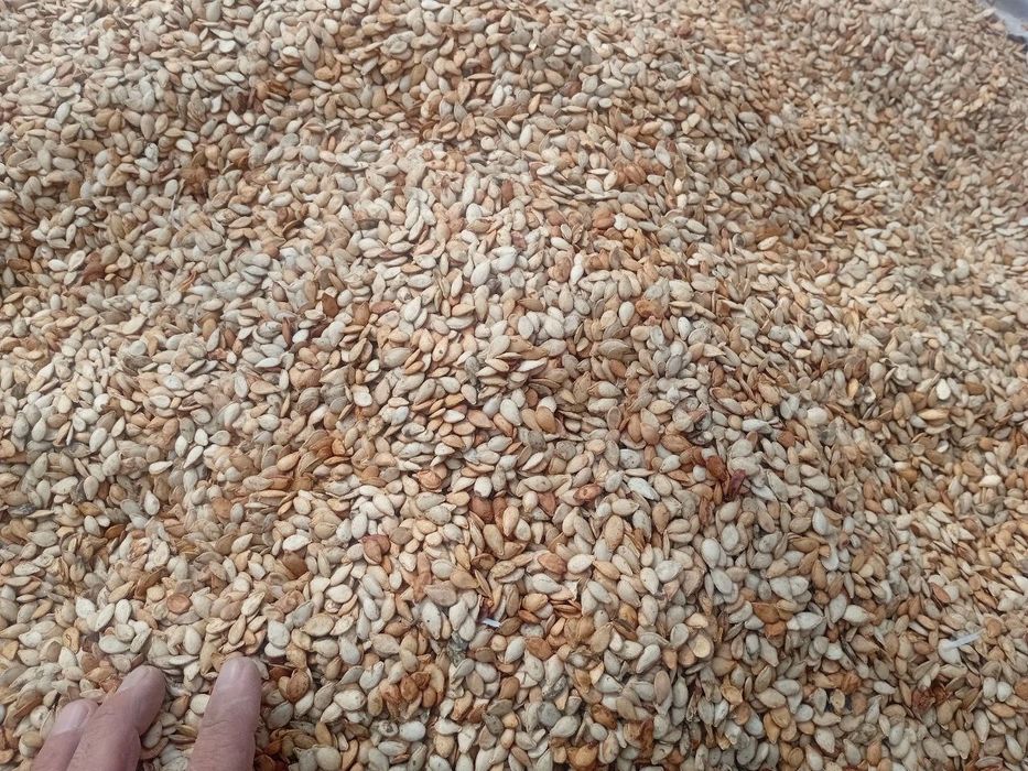 Гантел мускат салла gantel muskat salla oshqovoq urugʻlari bor