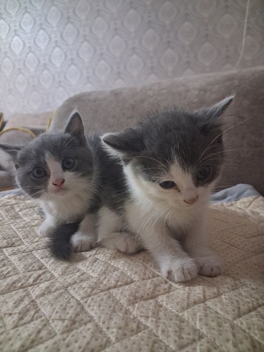 Продам котят  очень красивых