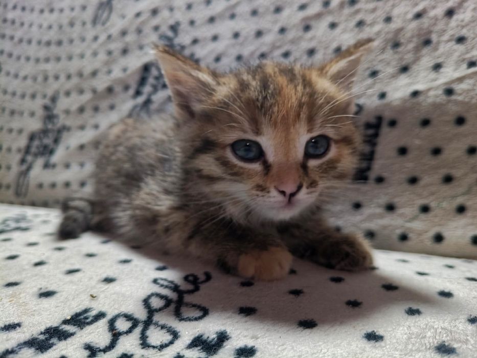 Котята. Найденыши ищут дом