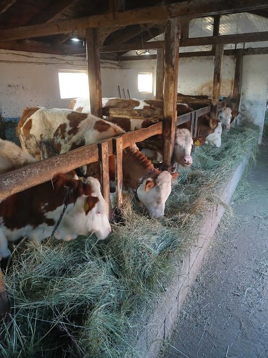 Vitele baltata germana