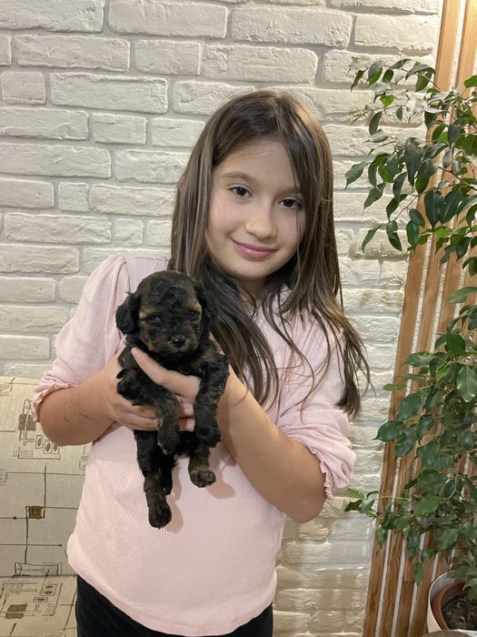 Уникални Мини Пудел