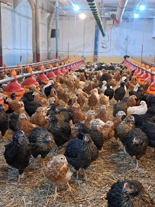 Vand puicute ouatoare Babolna  HU, 8 saptamani, vaccinuri la zi.