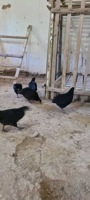 Австролорп румыния