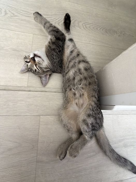Котенок девочка