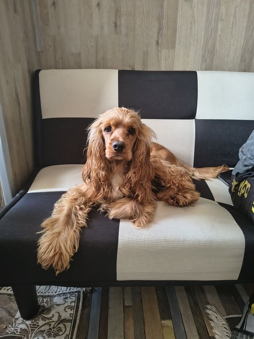 Майте животни @@@@