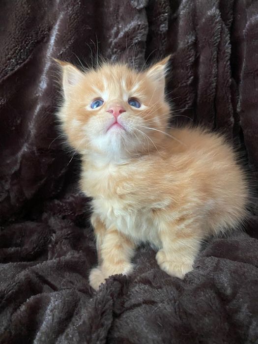 котята мейн куны от 120 000