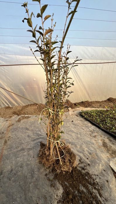 Жив плет, лигустриум