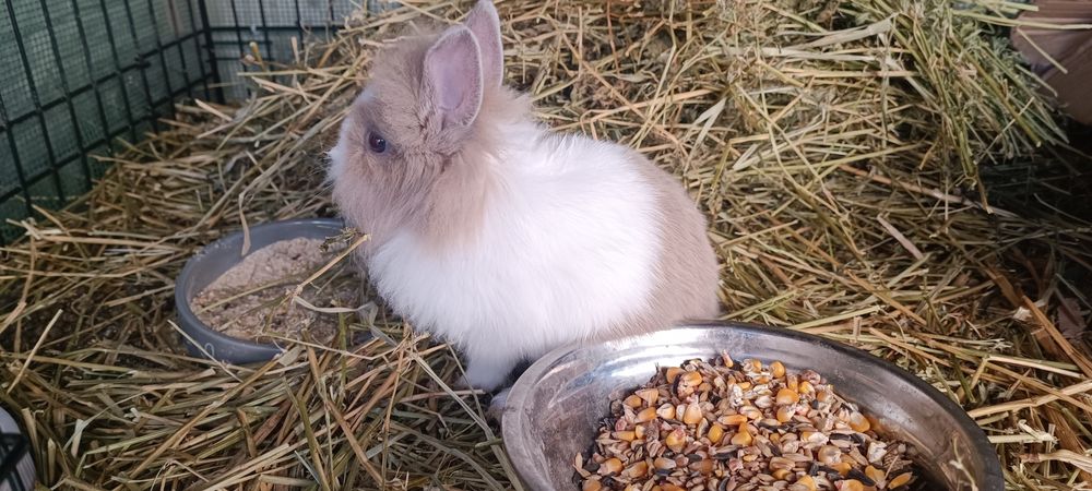 Iepuri cap de leu, o lună și 2 luni